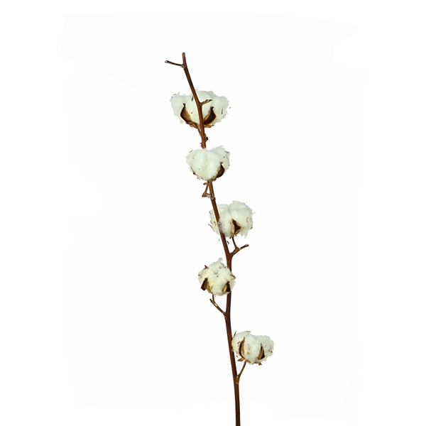 <h4>Cotton Branch 5 Heads Natural</h4>