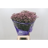 Limonium Pink Diamond