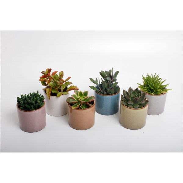 <h4>Succulenten mix in Vera keramiek</h4>