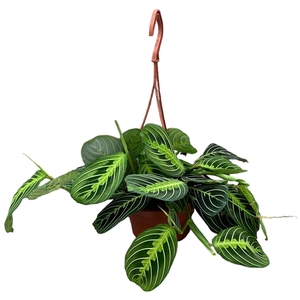 Maranta Lemon Lime