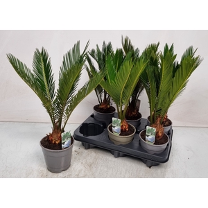 CYCAS REVOLUTA