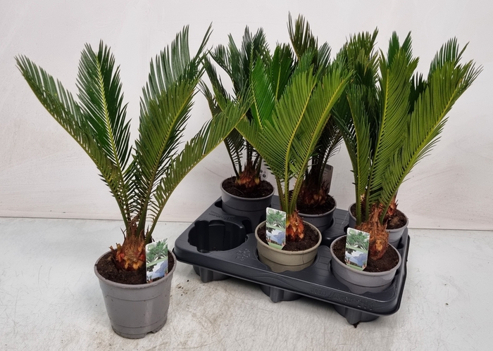 <h4>CYCAS REVOLUTA</h4>