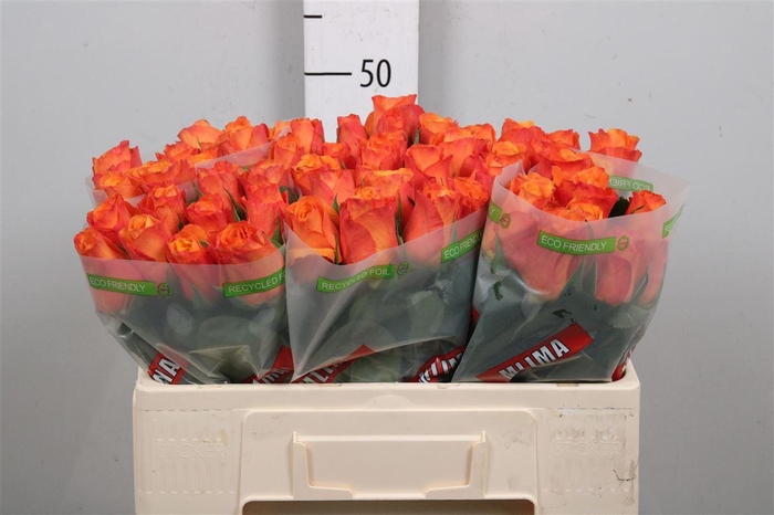 <h4>R Gr Confidential</h4>