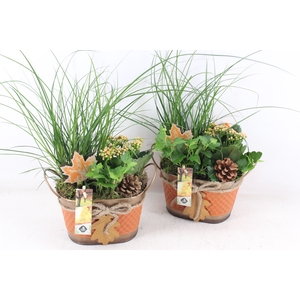 arr2 JS - Zink herfst x4