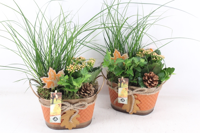 <h4>arr2 JS - Zink herfst x4</h4>