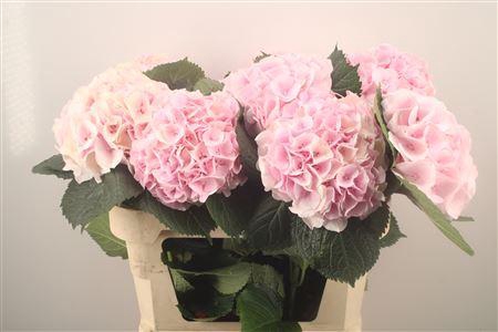 <h4>Hydr M My Beau Pinktouch</h4>