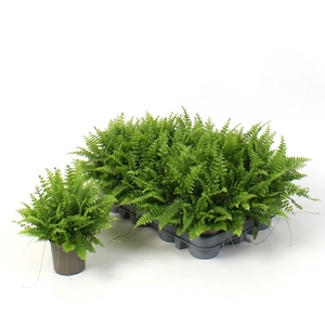 Nephrolepis ex.  green Moment 9Ø 15cm