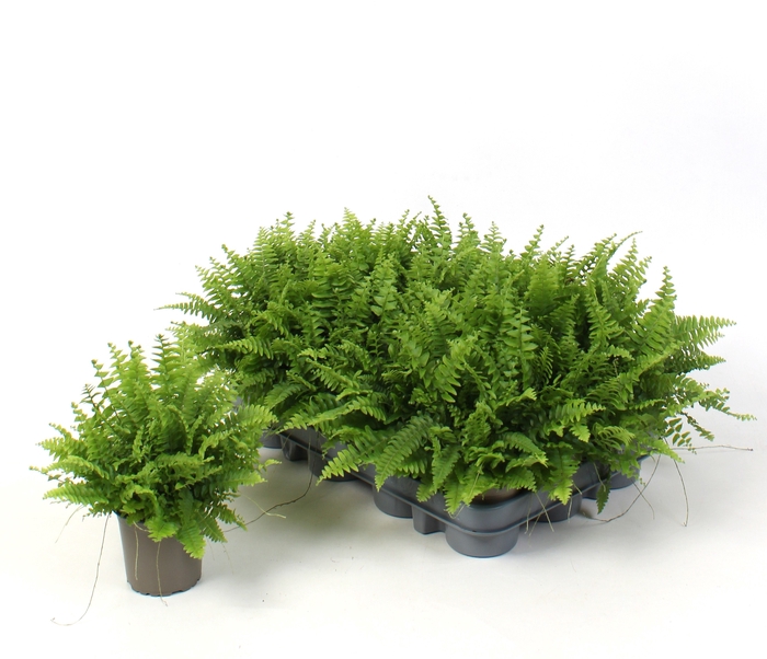 Nephrolepis ex.  green Moment 9Ø 15cm