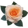 R Gr Felicity Peach 40cm EC