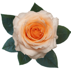 R Gr Felicity Peach 40cm EC