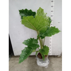 Alocasia  'Portodora'