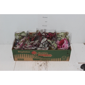 BEGONIA BELEAF P11 PO