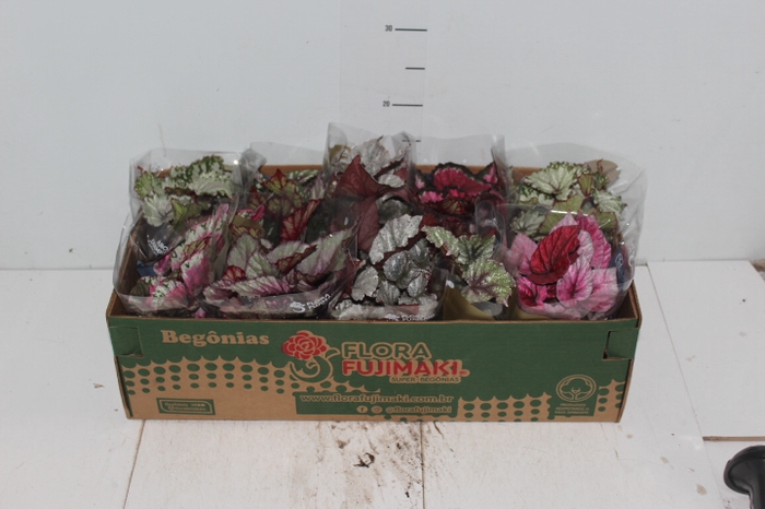 BEGONIA BELEAF P11 PO
