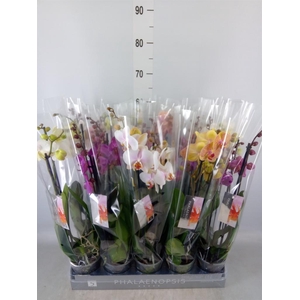 Phalaenopsis   ...mix  6
