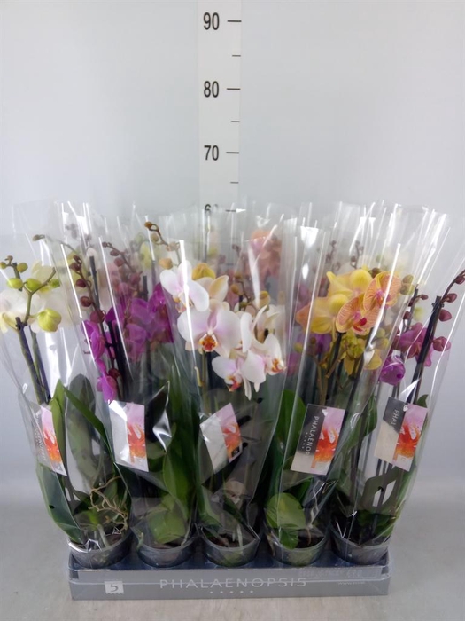 <h4>Phalaenopsis   ...mix  6</h4>