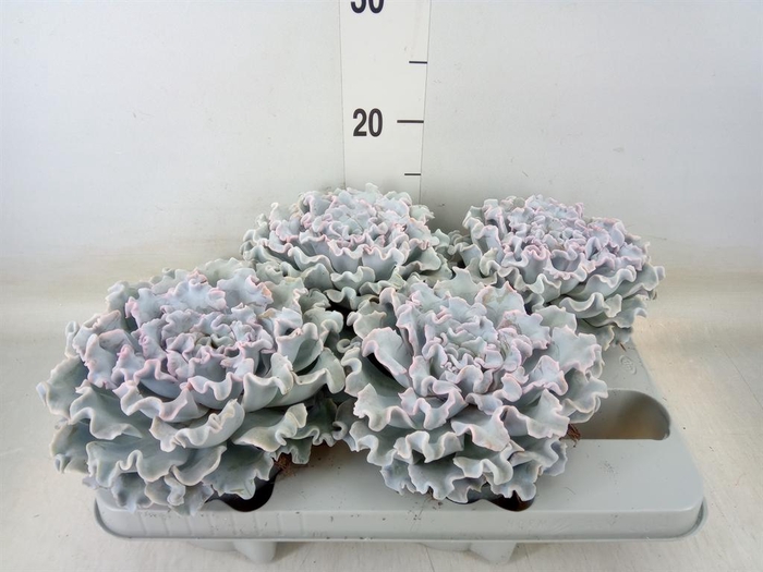 <h4>Echeveria ...</h4>