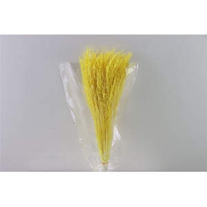 Dried Rice Grass Yellow Bunch Slv
