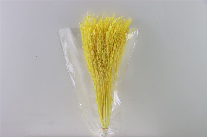 <h4>Dried Rice Grass Yellow Bunch Slv</h4>