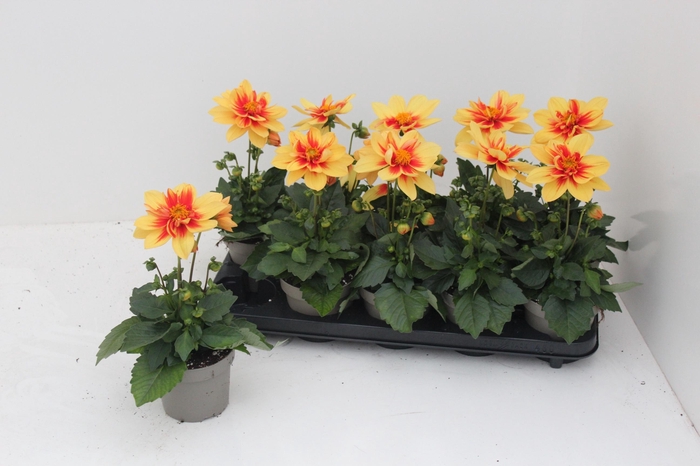 <h4>DAHL L ME GEM</h4>