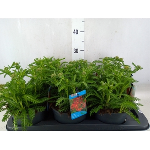 Achillea millef.