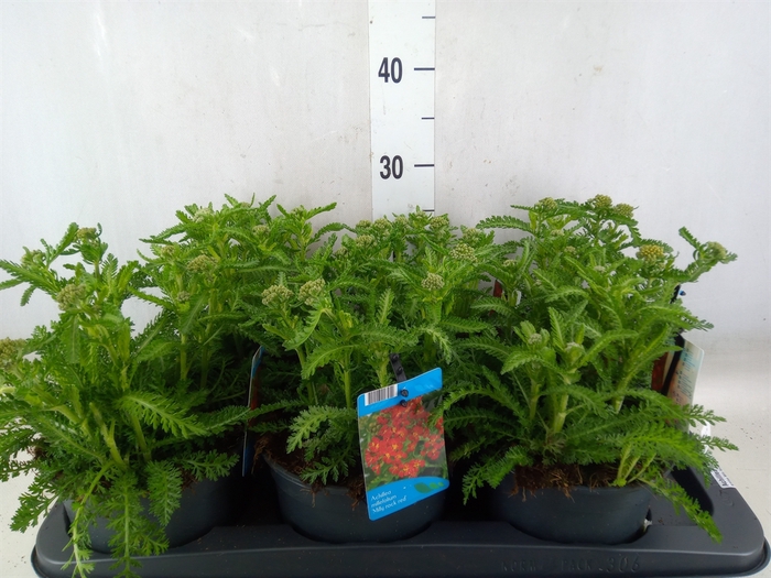 <h4>Achillea millef.</h4>
