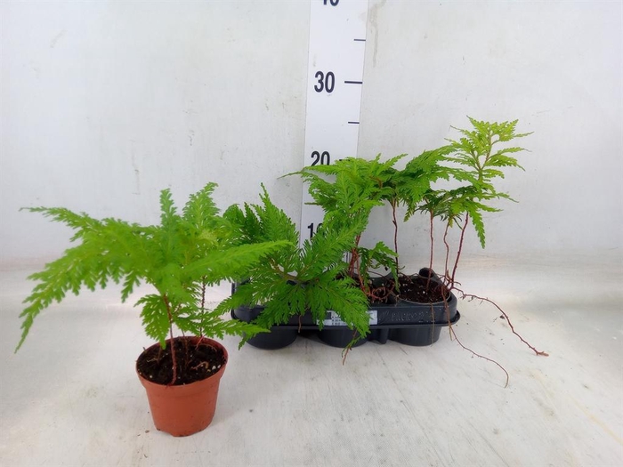 <h4>Planten   ... L%</h4>