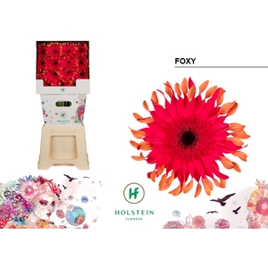 Gerbera Pasta Foxy Diamond