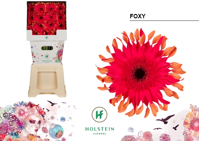 Gerbera Pasta Foxy Diamond