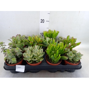 Crassula   ...mix