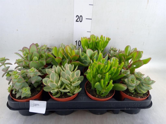 <h4>Crassula   ...mix</h4>