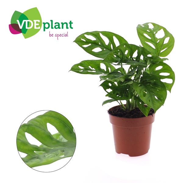 <h4>Monstera obliqua ('Leichtlinii')</h4>