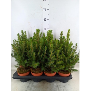 Picea glauca 'Conica'