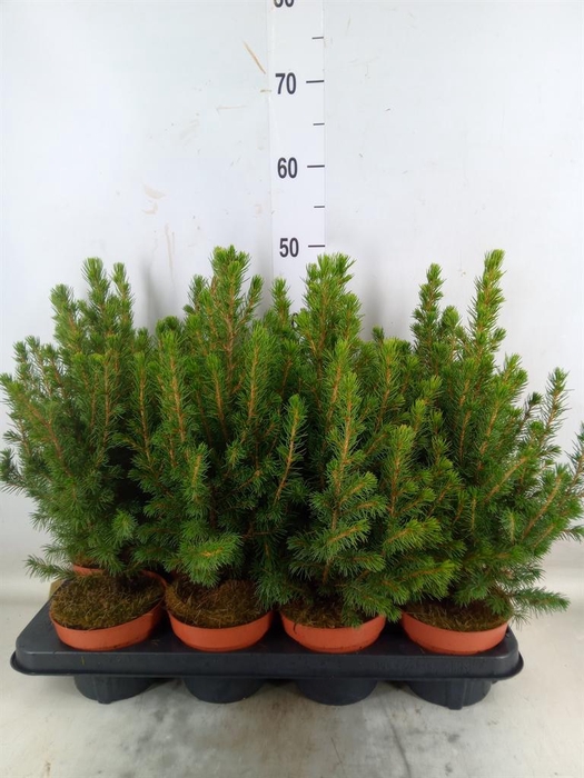 <h4>Picea glauca 'Conica'</h4>