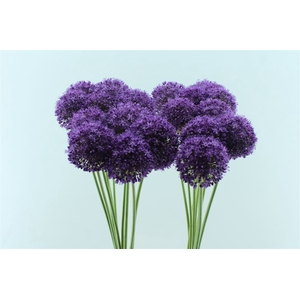 Allium Ambassador