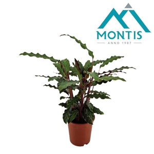 Calathea rufibarba 17 cm