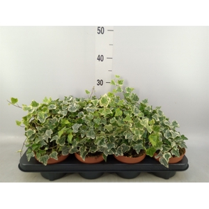 Hedera helix 'White Wonder'