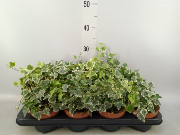 <h4>Hedera helix 'White Wonder'</h4>