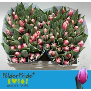 Tulipa si universum