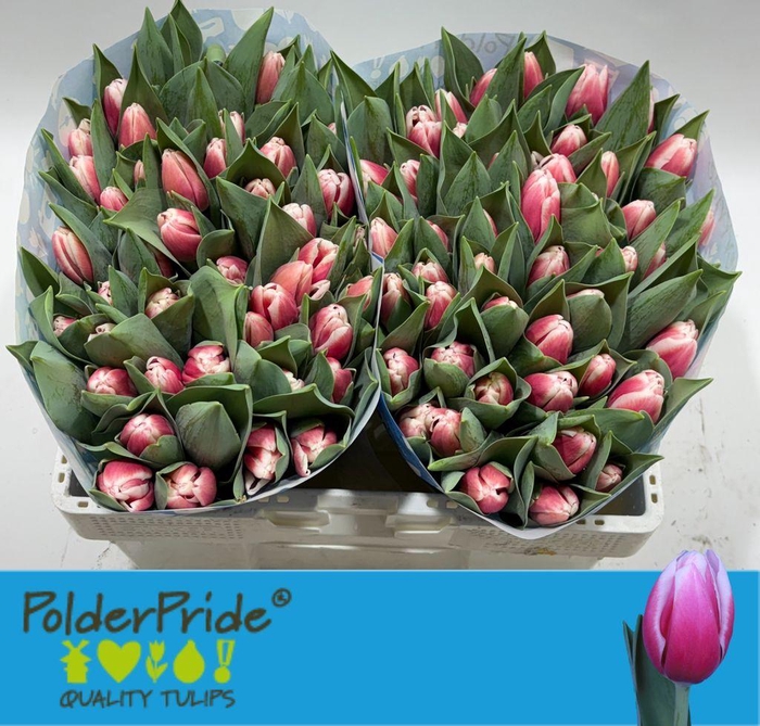 <h4>Tulipa si universum</h4>