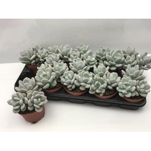 PACHYPHYTUM OVIFERUM