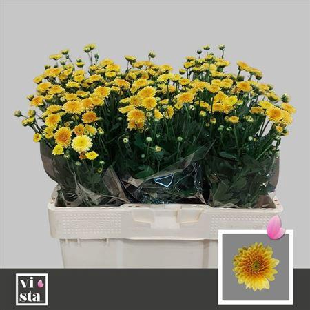 <h4>Chr S Miller Orange</h4>