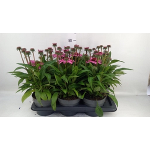 Echinacea purp. 'Sunmag Vin Hot Pk'