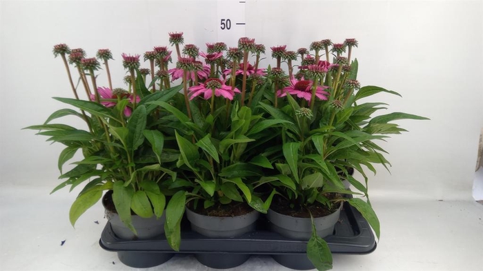 <h4>Echinacea purp. 'Sunmag Vin Hot Pk'</h4>