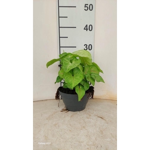 SYNG GOLDEN ALLUSION