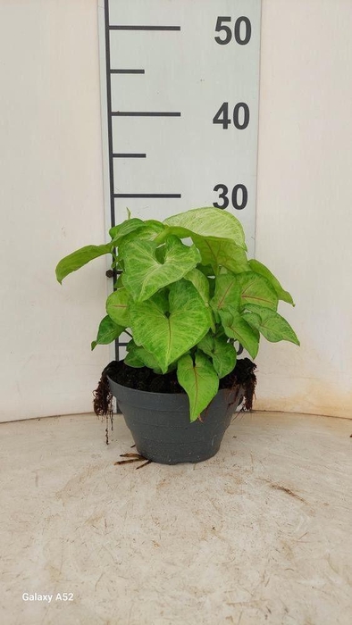 <h4>SYNG GOLDEN ALLUSION</h4>