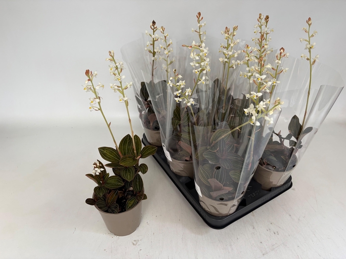 <h4>LUD DISCOLOR</h4>