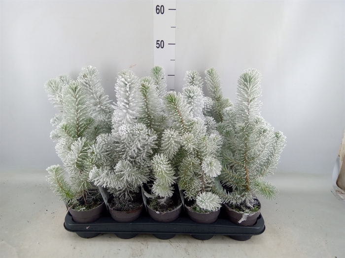 <h4>Pinus pinea 'Silver Crest'</h4>