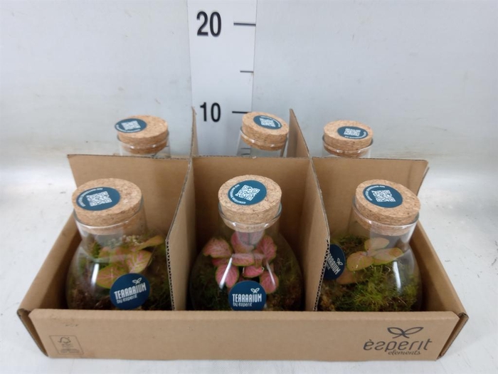 <h4>Arr. Planten L%</h4>