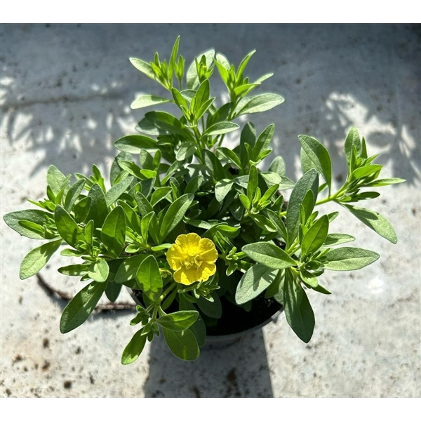 <h4>Calibrachoa Double MiniFamous® Neo Yellow</h4>