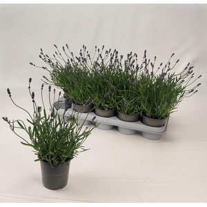 LAVAN AN ESSENCE PUR